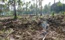 Burnt understory stubble in a coconut plantation, Tongatapu